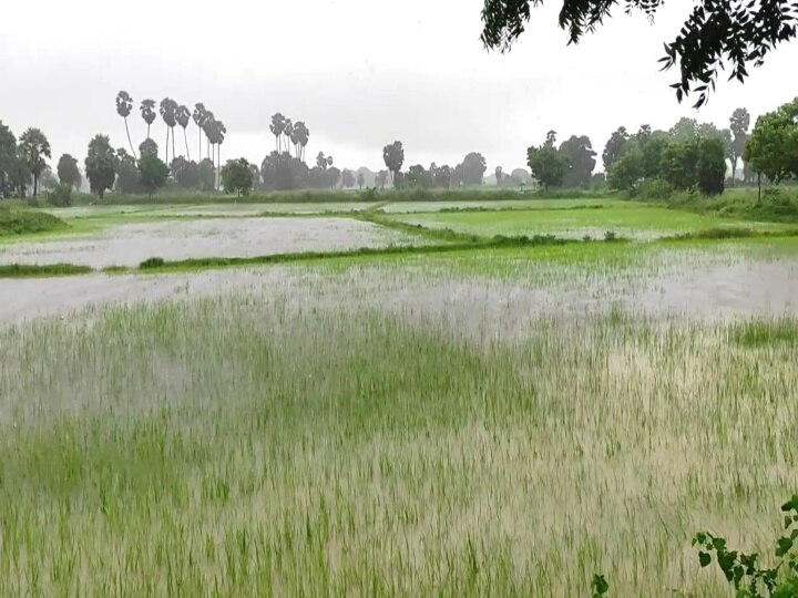 TN Rain: மயிலாடுதுறையில் பொதுப்பணித்துறையின் காலம் கடந்த ஞானோதயம் - விவசாயிகள் வேதனை