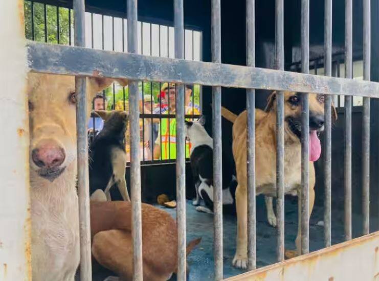 punjab haryana high court issued order to compensation will be given for dog bite in chandigarh Dog Bite News: ਹੁਣ ਪੰਜਾਬ, ਹਰਿਆਣਾ ਤੇ ਚੰਡੀਗੜ੍ਹ 'ਚ ਕੁੱਤੇ ਦੇ ਵੱਢਣ 'ਤੇ ਮਿਲੇਗਾ ਮੁਆਵਜ਼ਾ, ਹਾਈਕੋਰਟ ਨੇ ਜਾਰੀ ਕੀਤੇ ਹੁਕਮ
