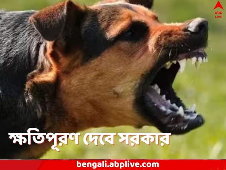 Punjab and Haryana high court orders compensation to dog bites victims Dog Bites Compensation: প্রতি কামড়ে ন্যূনতম ১০ হাজার, প্রতি ০.০২ সেমি ক্ষতে ২০ হাজার, পথকুকুরের হামলায় ক্ষতিপূরণ বেঁধে দিল আদালত