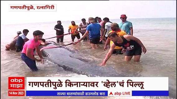 Ratnagiri : गणपतीपुळे समुद्र किनारी सापडलेला ३० फुटी व्हेल मासा अजूनही किनाऱ्यावरच