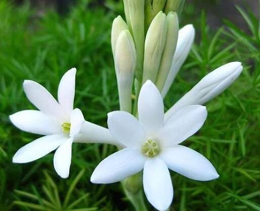 एका शेतकऱ्यानं फुल शेतीचा प्रयोग (experiment in flower farming) केला आहे. या विशीष्ट पुलाच्या शेतीतून शेतकऱ्याने लाखो रुपयांचा नफा मिळवला आहे.