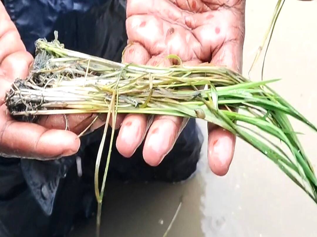 TN Rain: மயிலாடுதுறை மாவட்டத்தில் 2500  ஹெக்டேர் பரப்பளவில் சம்பா நீரில் மூழ்கியுள்ளது - வேளாண்துறை தகவல்