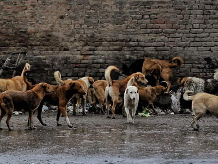 Dog Bite Compensation Rs 10,000 Per Tooth Mark Punjab And Haryana High Court Order