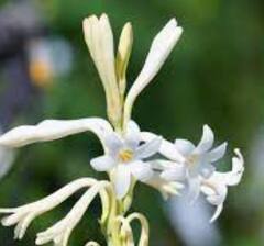 निशीगंधा शेतीनं बदललं शेतकऱ्याचं नशीब, दिवसाला कमवतोय 30 हजार