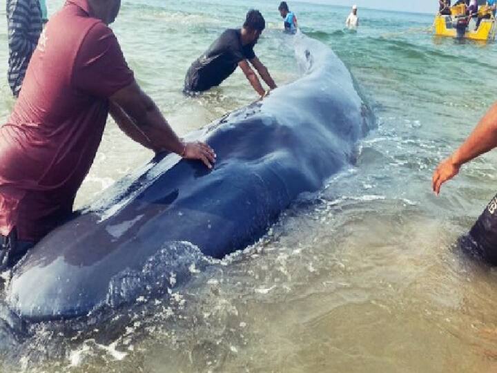 Baby whale on ratnagiri Ganpatipule sea beach Died after 40 hours Maharashtra Marathi News गणपतीपुळेच्या समुद्रकिनाऱ्यावर आलेल्या बेबी व्हेलचा दुर्दैवी अंत; 40 तासांची झुंज ठरली अपयशी