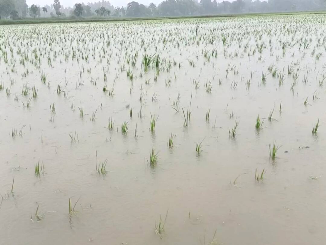 TN Rain: தூர்வாரப்படாத வாய்க்கால்கள் - வயலில் தேங்கிய நீரை வடிய வைக்க தவிக்கும் மயிலாடுதுறை மாவட்ட விவசாயிகள் Mayiladuthurai rain water surrounded the field due to improperly drilled drains TNN TN Rain: தூர்வாரப்படாத வாய்க்கால்கள் - வயலில் தேங்கிய நீரை வடிய வைக்க தவிக்கும் மயிலாடுதுறை மாவட்ட விவசாயிகள்