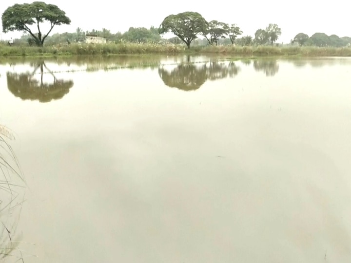 TN Rain: தூர்வாரப்படாத வாய்க்கால்கள் - வயலில் தேங்கிய நீரை வடிய வைக்க தவிக்கும் மயிலாடுதுறை மாவட்ட விவசாயிகள்