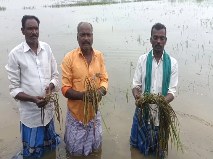 TN Rain: தூர்வாரப்படாத வாய்க்கால்கள் - வயலில் தேங்கிய நீரை வடிய வைக்க தவிக்கும் மயிலாடுதுறை மாவட்ட விவசாயிகள்