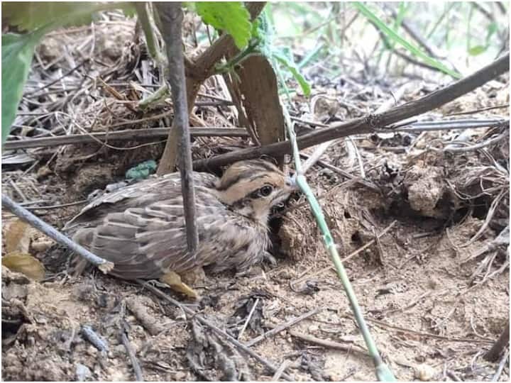 bastar illegal poaching of quail begins during harvesting season in many villages ann Bastar: कटाई के मौसम में खेतों में पहुंच रहे बटेर तो ग्रामीण उठा रहे फायदा, जाल बिछाकर रहे शिकार