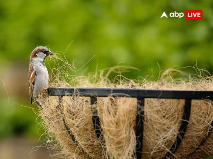 चिड़िया का घोंसला: घर पर चिड़िया का घोंसला बनाना भी शुभ संकेत है. इसका मतलब है कि, जल्द ही आपको कहीं से आकस्मिक धन की प्राप्ति हो सकती है.