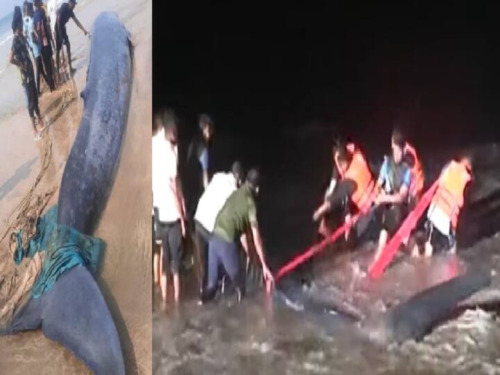 Maharashtra Stranded whale calf pushed back into sea after 40 hours in Ratnagiri district Blue Whale Rescue: महाराष्ट्र में समुंद्र किनारे आई व्हेल, रेस्क्यू कर समुद्र में भेजा वापस, 40 घंटे चला अभियान