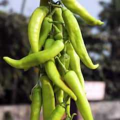 Green Chilli Benefits: ਲਾਲ ਨਾਲੋ ਕਈ ਗੁਣਾ ਵਧੀਆ ਹੈ ਹਰੀ ਮਿਰਚ, ਦੇਖੋ ਕੀ ਕੀ ਨੇ ਫਾਇਦੇ