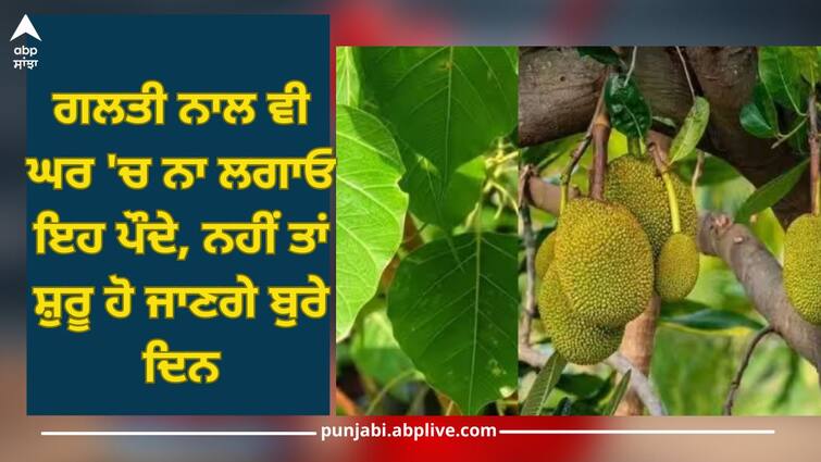 Vastu Tips for Plants: Do not plant these plants like pipal gular jackfruit tree in house by mistake, otherwise bad days will begin Vastu Tips for Plants: ਗਲਤੀ ਨਾਲ ਵੀ ਘਰ 'ਚ ਨਾ ਲਗਾਓ ਇਹ ਪੌਦੇ, ਨਹੀਂ ਤਾਂ ਸ਼ੁਰੂ ਹੋ ਜਾਣਗੇ ਬੁਰੇ ਦਿਨ