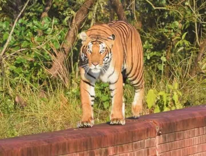 up national park forest minister Arun Kumar Saxena in Lakhimpur Tourism season started today in Dudhwa National Park ann UP News: यूपी में आज से पर्यटकों के लिए खुल गए टाइगर रिजर्व, वन मंत्री ने किया पर्यटन सत्र का शुभारंभ