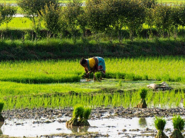 PM Kisan Samman Nidhi Yojana 15th installment credited today these farmers did not get benefit how to check status PM Kisan Yojana 15th ​Installment: जानिए किन किसानों के खाते में नहीं आएंगे पैसे, कहीं आपका नाम तो नहीं हैं