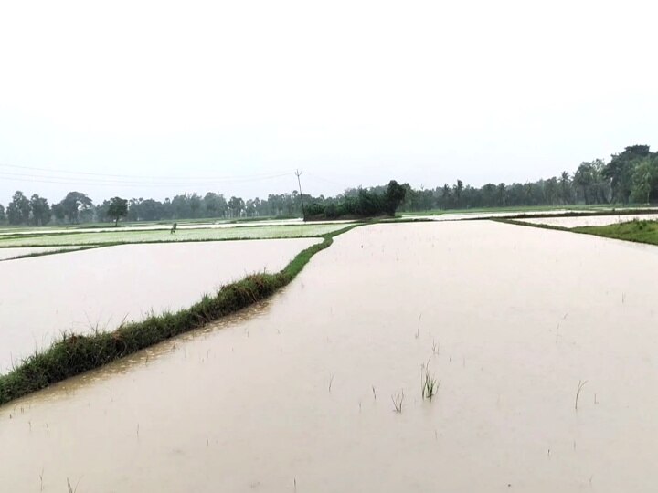 TN Rain: மயிலாடுதுறை மாவட்டத்தில் 2500  ஹெக்டேர் பரப்பளவில் சம்பா நீரில் மூழ்கியுள்ளது - வேளாண்துறை தகவல்