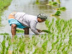 Farmers: சம்பா நெற்பயிர் காப்பீட்டிற்கான காலவரம்பு நீட்டிப்பு... தமிழ்நாடு அரசு வெளியிட்ட முக்கிய அறிவிப்பு!