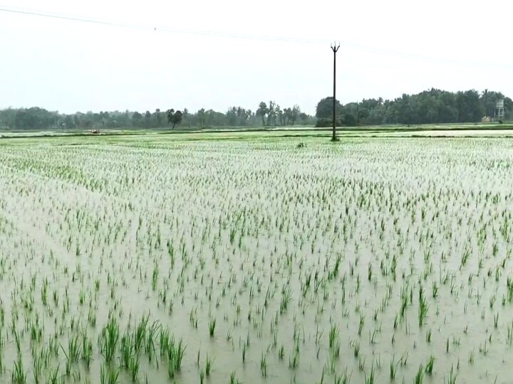 TN Rain: மயிலாடுதுறை மாவட்டத்தில் 2500  ஹெக்டேர் பரப்பளவில் சம்பா நீரில் மூழ்கியுள்ளது - வேளாண்துறை தகவல்