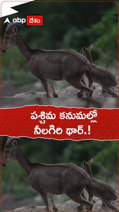 పశ్చిమ కనుమల్లో నీలగిరి థార్.!