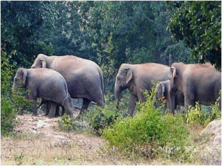 chhattisgarh elections 2023 elephants terror in some polling stations in raigarh ann Chhattisgarh Elections 2023: रायगढ़ में मतदान में खलल डाल सकते हैं हाथी, थर्मल ड्रोन से रखी जाएगी नजर