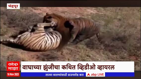 Tiger Chandrapur :चंद्रपूरमधील दोन वाघांच्या झुंजीचा कथित व्हिडिओ, वन्यजीव प्रेमी संभ्रमात