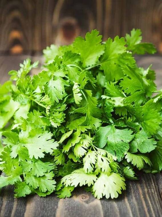 धनिया खाने के फायदे, मिलेंगे कई लाभ