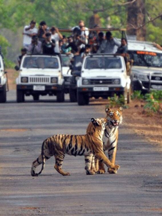 जिम कॉर्बेट की कुंजी, कैसे जाएं, कहां रुकें, कितना होगा खर्च, जानें