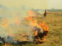 Air Pollution: हवा में जहर करोड़ों का घुटता है दम, फिर भी क्‍यों पराली जलाते हैं पंजाब के किसान?