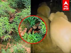 Elephant Video : கிராமத்தில் புகுந்த யானைகள் விரட்ட முடியாமல் திணறும் மக்கள் கோவையில் பரபரப்பு