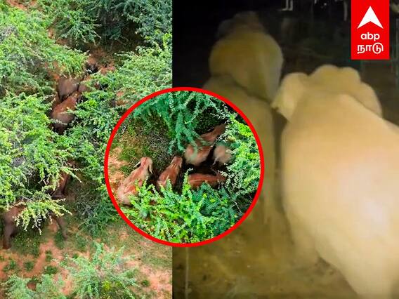 Elephant Video : கிராமத்தில் புகுந்த யானைகள் விரட்ட முடியாமல் திணறும் மக்கள் கோவையில் பரபரப்பு