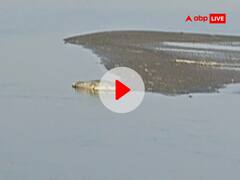 सावधान! गोपालगंज के इस छठ घाट पर दिखा विशाल मगरमच्छ, वीडियो वारयल होने पर प्रशासन ने दी चेतावनी