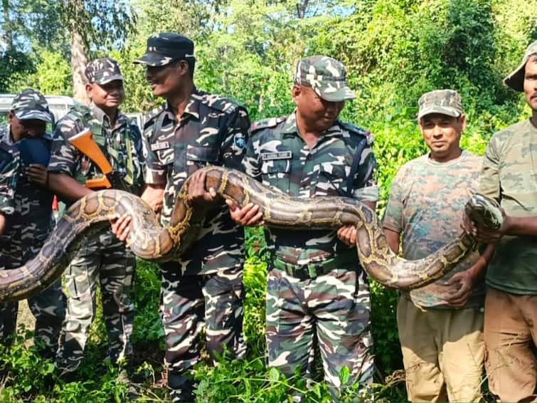 Forest Officials Rescue Giant Python Weighing Over 100 Kilograms In Assam’s Udalguri Forest Officials Rescue Giant Python Weighing Over 100 Kilograms In Assam’s Udalguri