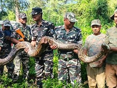 Forest Officials Rescue Giant Python Weighing Over 100 Kilograms In Assam’s Udalguri