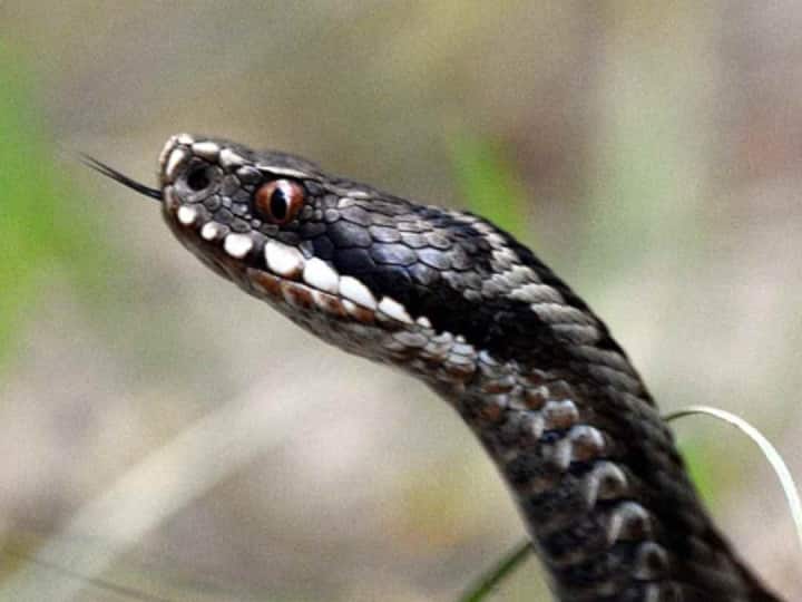 elvish yadav Snake venom was extracted in a warehouse built in Faridabad two snakes were also recovered Elvish Yadav Case: फरीदाबाद में बने गोदाम में निकाला जाता था सांपो का जहर, एल्विश मामले में राहुल ने पुलिस के सामने किए बड़े दावे