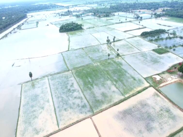 Minister Meiyanathan says 3000 hectares of crops affected in Mayiladuthurai district TNN மயிலாடுதுறை மாவட்டத்தில் 3000 ஹெக்டேர் பயிர்கள் பாதிப்பு - அமைச்சர் மெய்யநாதன்