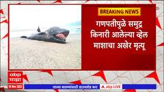 Whale Fish Ganpatipule : गणपतीपुळे समुद्र किनारी आलेल्या व्हेल माशाचा अखेर मृत्यू : ABP Majha
