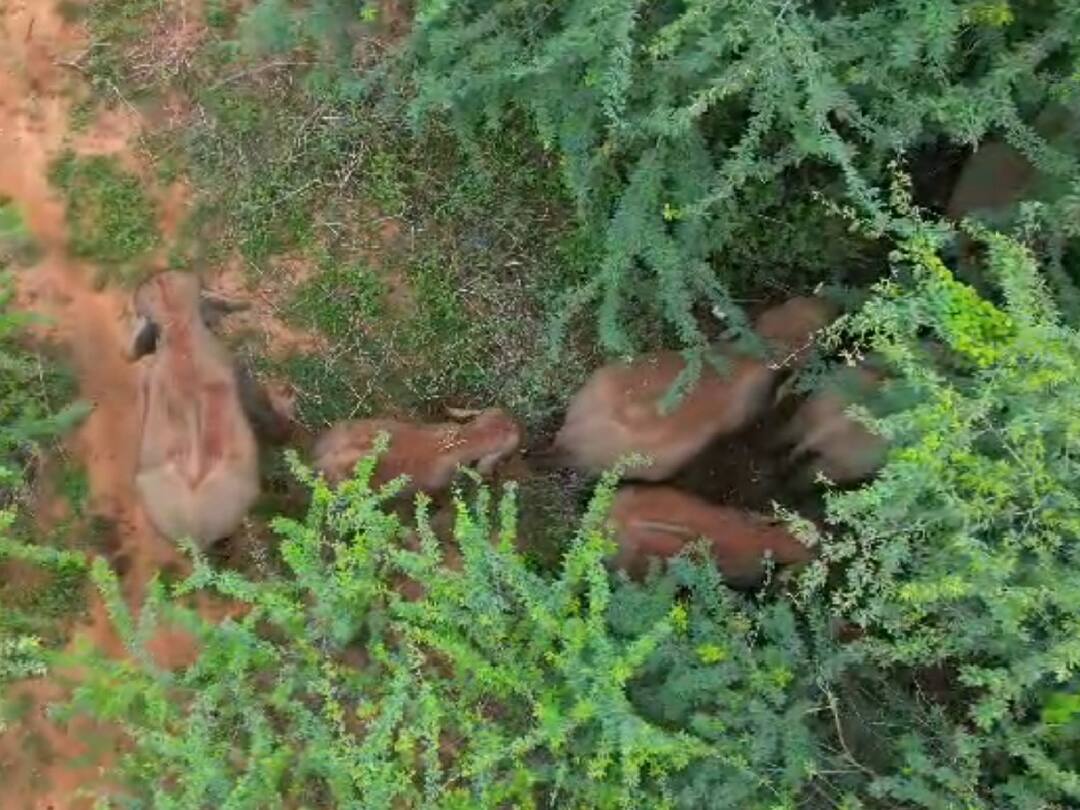 கோவை அருகே கிராமத்திற்குள் புகுந்த யானைக் கூட்டம்.. விரட்டும் பணிகள் தீவிரம்