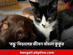 ১০০ ফুট গভীর গর্তে বিড়াল, বাঁচাতে এগিয়ে এলে ‘বন্ধু’ কুকুর!