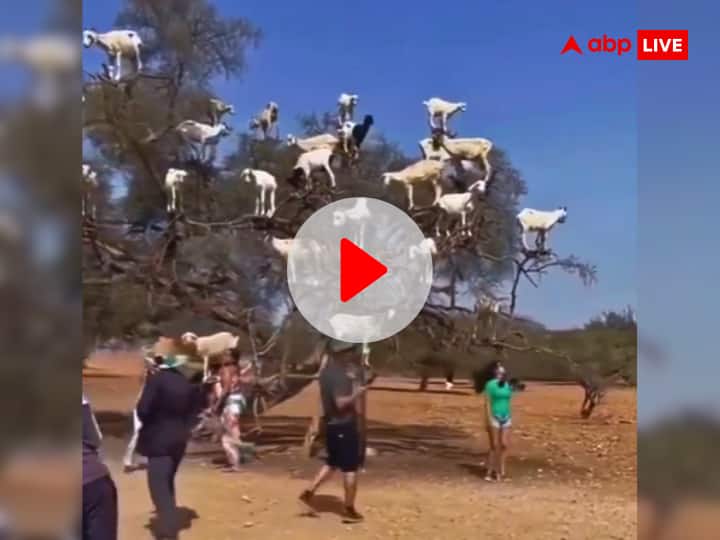 Goats Group Climbed On Tree Together Watch Shocking Viral Video इंटरनेट पर वायरल हुआ 'बकरी के पेड़' का वीडियो, आखिर क्या है इस Viral Video के पीछे की सच्चाई? जानिए