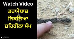 Viral Video: ਡਰਾਮੇਬਾਜ਼ ਨਿਕਲਿਆ ਜ਼ਹਿਰੀਲਾ ਸੱਪ, ਮਰਨ ਦੀ ਕੀਤੀ ਜਬਰਦਸਤ ਐਕਟਿੰਗ, ਵੀਡੀਓ ਦੇਖ ਕੇ ਰਹਿ ਜਾਓਗੇ ਹੈਰਾਨ