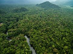 ஜப்பான் முதல் தென் கொரியா வரை.. அதிக வனப்பகுதிகளை கொண்ட நாடுகள்