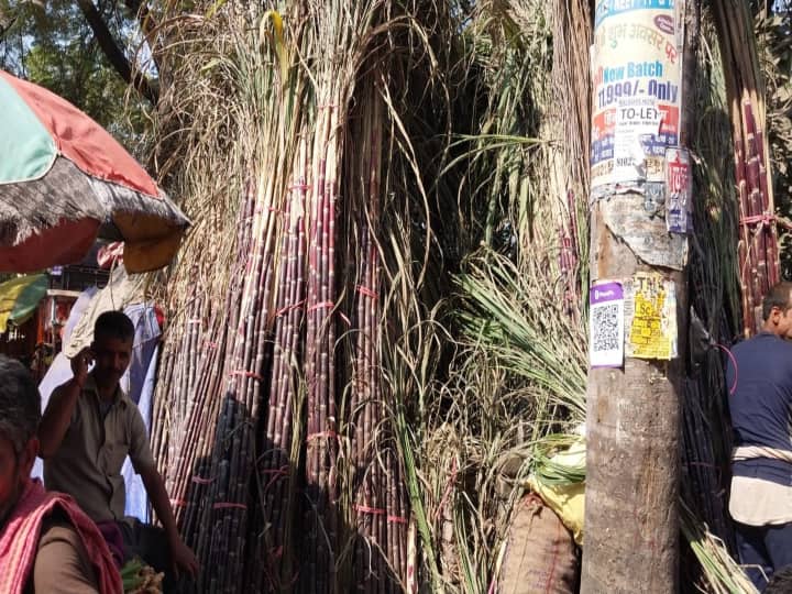 छठ पर्व में ईख का खास महत्व होता है. वहीं, इस सीजन ईख 20 से 50 रुपये तक प्रति पीस ईख मिल रहा है.