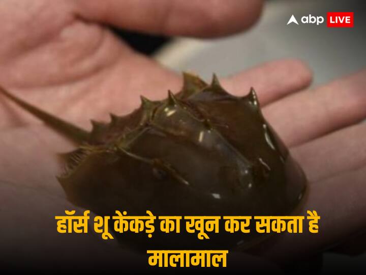 Horseshoe Crabs: दुनिया में कई लोग ये बात नहीं जानते कि उनकी सेहत एक नीले खून वाले केकड़े पर निर्भर हो सकती है, जो कि एक मकड़ी और विशाल आकार के जूं जैसे जीव के बीच की प्रजाति होती है.