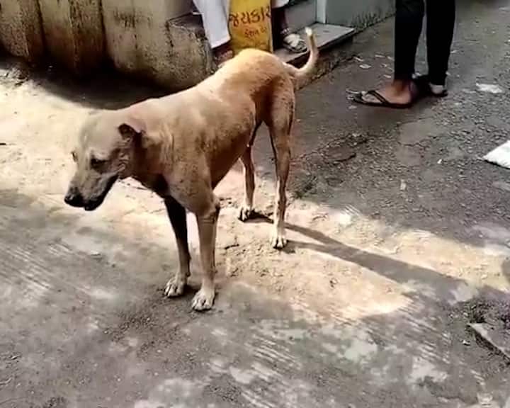 Ahmedabad News: Dog attack on child in Ahmedabad, once again stray cattle in the city Ahmedabad News: અમદાવાદમાં બાળક પર શ્વાનનો હુમલો, શહેરમાં ફરી એક વખત રખડતા ઢોરનો જમાવડો