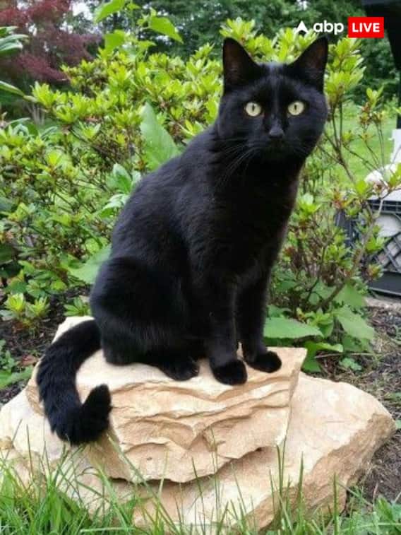 बिल्ली का शुभ संकेत, इस रंग की बिल्ली दिखे तो समझें काम बन गया