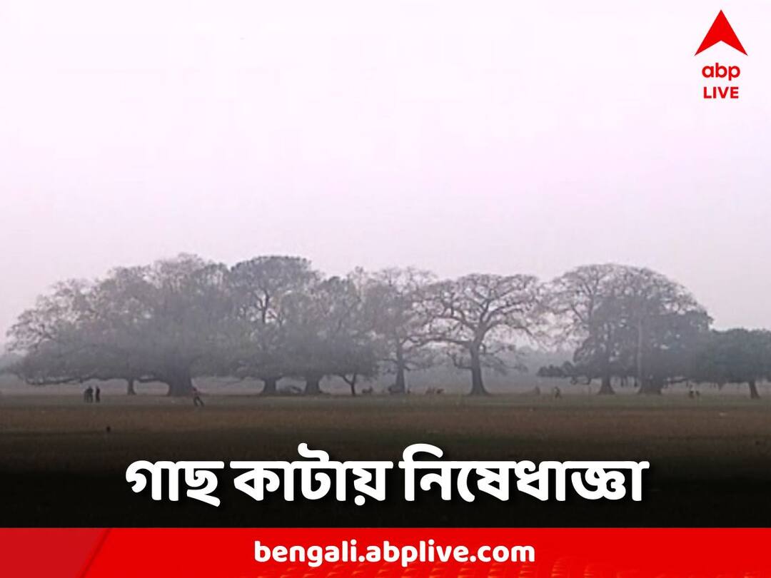 Calcutta High Court ordered No tree can be cut in Maidan Calcutta High Court: ময়দান চত্বরে কাটা যাবে না কোনও গাছ, নির্দেশ হাইকোর্টের