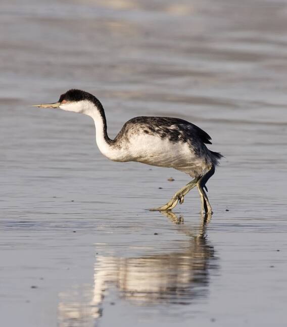 આ પક્ષી પાણીમાં પણ ચાલી શકે છે