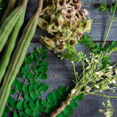 Moringa: ਅਜਿਹਾ ਪੌਦਾ ਜਿਸਦਾ ਹਰ ਹਿੱਸਾ ਸਰੀਰ ਲਈ ਹੈ ਵਰਦਾਨ!