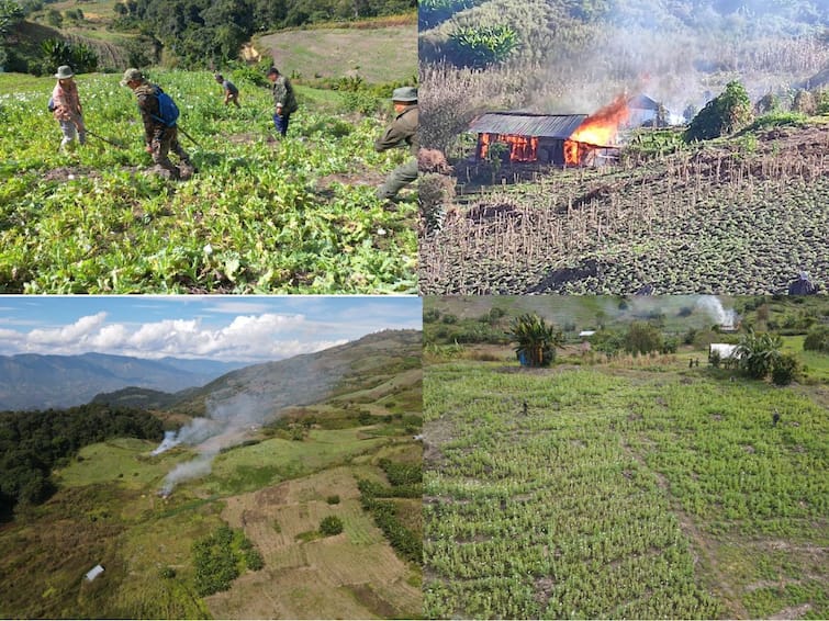 Manipur Law Enforcement Agencies Destroy 31 Hectares Of Illegal Poppy Fields Within 48 Hours says cm n biren singh Law Enforcement Agencies In Manipur Destroy 31 Hectares Of Illegal Poppy Fields Within 48 Hours