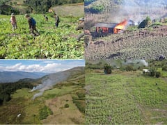 Law Enforcement Agencies In Manipur Destroy 31 Hectares Of Illegal Poppy Fields Within 48 Hours